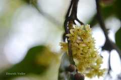 Beilschmiedia dalzellii